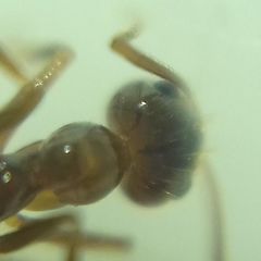 Prenolepis nitens