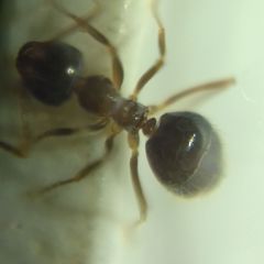 Prenolepis nitens