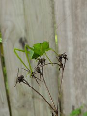 Stilpnochlora couloniana image