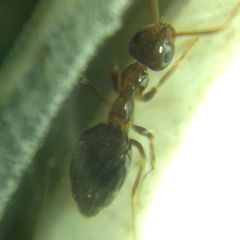 Prenolepis nitens