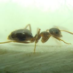 Prenolepis nitens