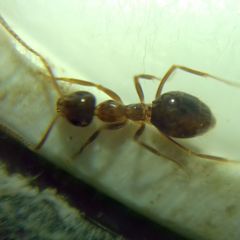 Prenolepis nitens