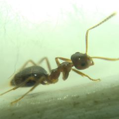Prenolepis nitens
