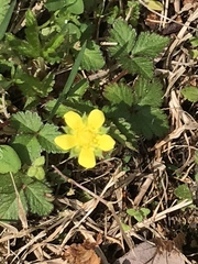 Waldsteinia fragarioides