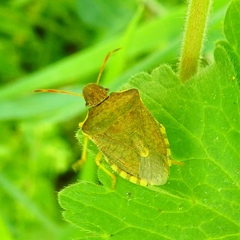 Peribalus strictus strictus
