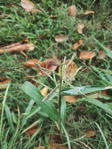 Paspalum paniculatum iNat (1)