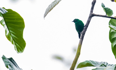 Chlorochrysa phoenicotis