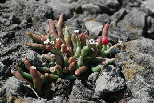 Euphorbia gumaroi