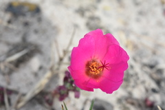 Portulaca gilliesii