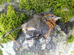 Microspingus erythrophrys