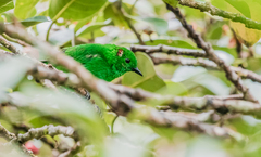 Chlorochrysa phoenicotis
