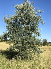Acacia catenulata