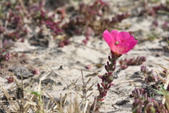 Portulaca gilliesii