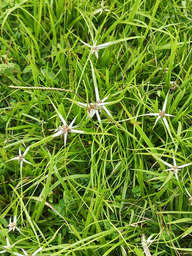 Rhynchospora nervosa, photograph 5
