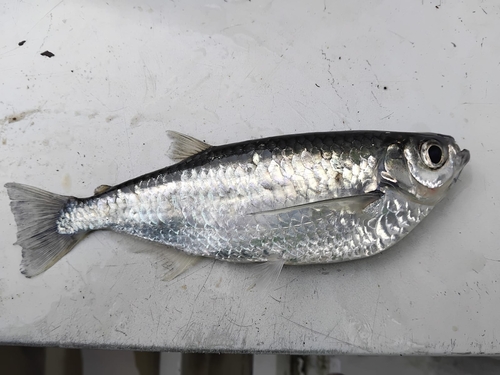 Keeled characin (Triportheus brachipomus) — Triportheidae