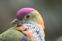Superb Fruit Dove photo 4