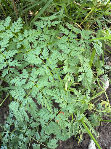poison hemlock