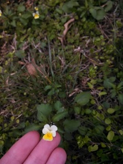 Viola tricolor