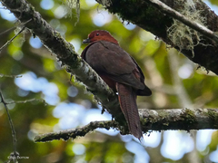 Black-Billed Cuckoo-Dove photo 4
