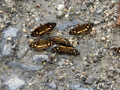 Telenassa berenice