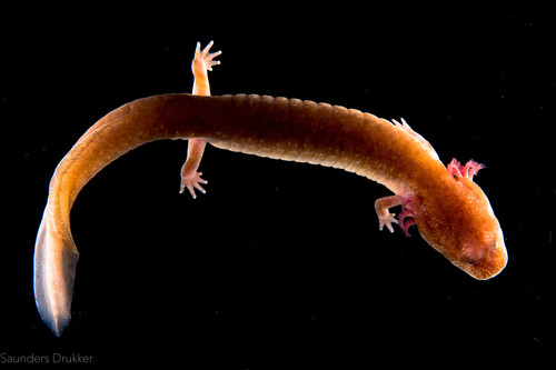 Tennessee Cave Salamander