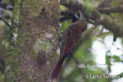 Xiphorhynchus triangularis