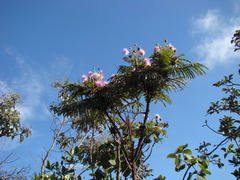 Mimosa claussenii