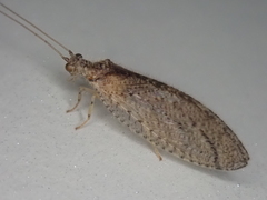 Nusalala tessellata