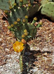 Opuntia rufida