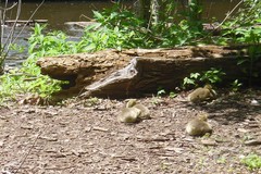 Branta canadensis