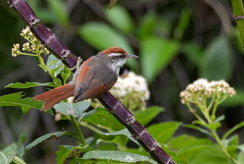 Line-cheeked Spinetail (Cranioleuca antisiensis)