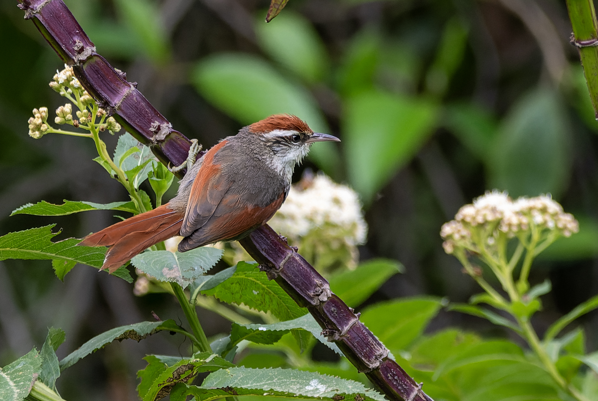 Line-cheeked Spinetail (Cranioleuca antisiensis), photo 1