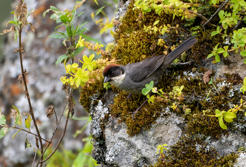 Bay-crowned Brushfinch (Atlapetes seebohmi), photo 7