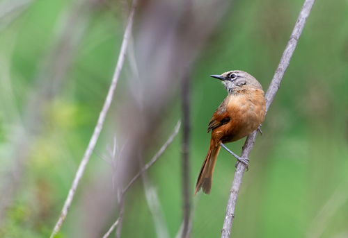 Russet-bellied Spinetail (Synallaxis zimmeri)