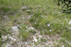 Vellozia angustifolia