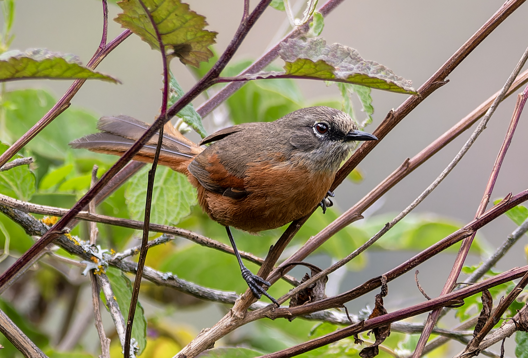 Russet-bellied Spinetail (Synallaxis zimmeri), photo 3