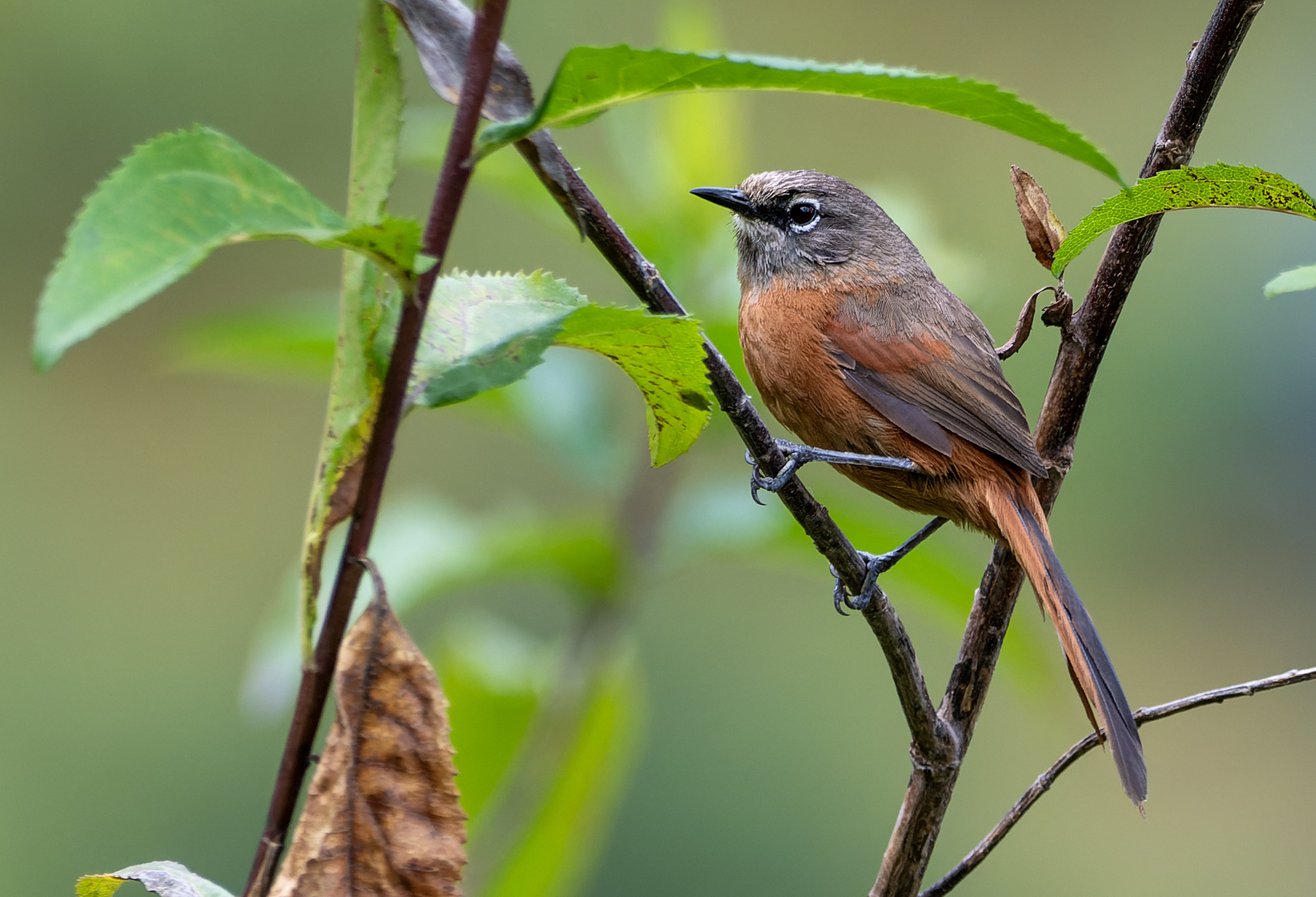 Russet-bellied Spinetail (Synallaxis zimmeri), photo 2