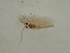 Caeciliusidae