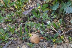 Arenaria leptoclados
