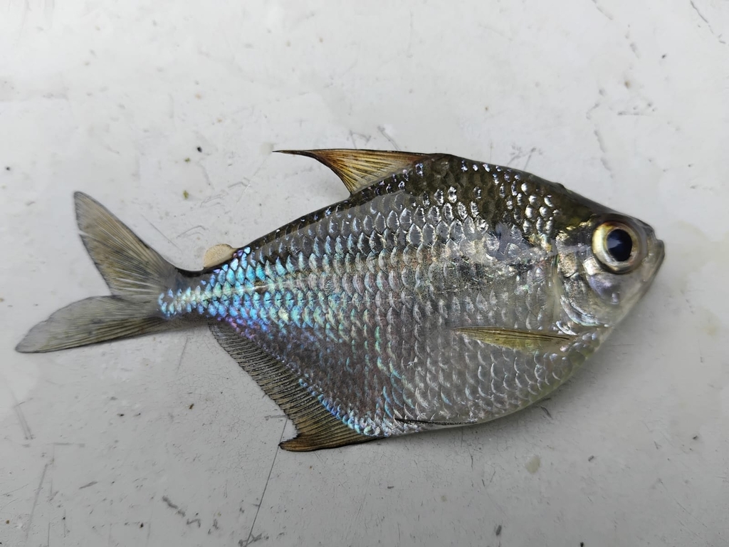 Silver dollar tetra (Poptella brevispina) — Characidae