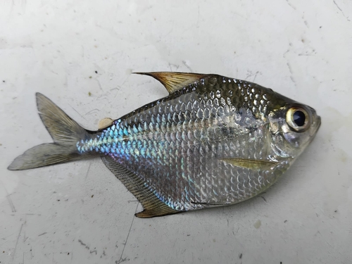 Silver dollar tetra (Poptella brevispina) — Characidae