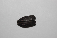 Chrysobothris edwardsii