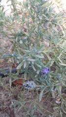 Lavandula stoechas