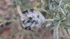 Lavandula stoechas