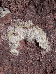 Acarospora schleicheri