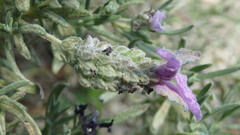 Lavandula stoechas