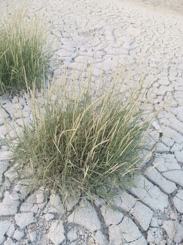 Sporobolus spicatus, 2026-04-27