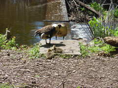 Branta canadensis