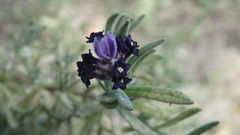 Lavandula stoechas