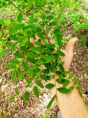 Styphnolobium affine